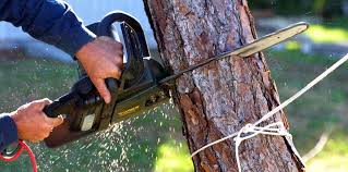 Best Tree Mulching  in Candlewick Lake, IL