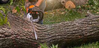 Best Fruit Tree Pruning  in Candlewick Lake, IL