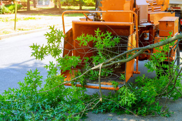 Best Tree Disease Treatment  in Candlewick Lake, IL
