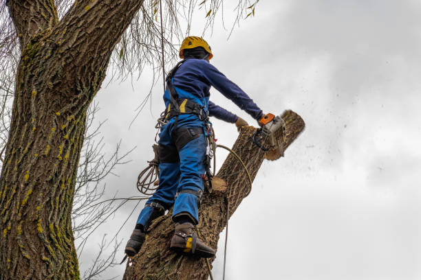 Best Hedge Trimming  in Candlewick Lake, IL