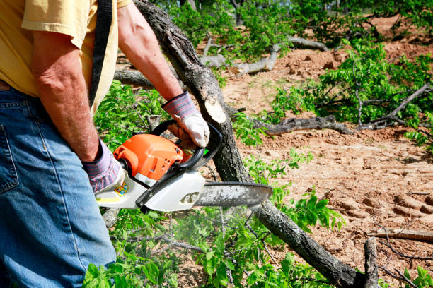 Best Lot and Land Clearing  in Candlewick Lake, IL